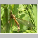 Tipula sp - Schnake 01a.jpg